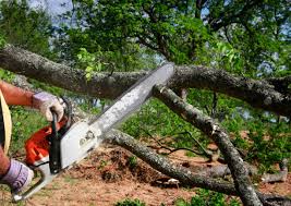 How Our Tree Care Process Works  in  Milan, IL