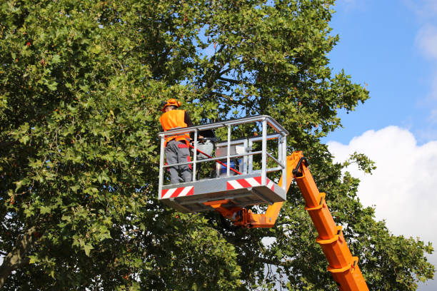 Best Commercial Tree Services  in Man, IL