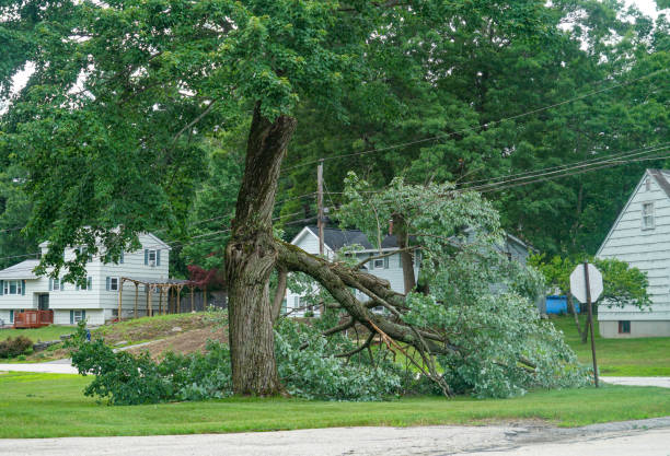 Milan, IL Tree Care Services Company